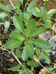 Ludwigia grandiflora