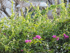 Cocculus diversifolius