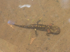Salamandra salamandra