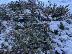 Vaccinium vitis-idaea