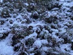 Vaccinium vitis-idaea
