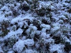 Vaccinium vitis-idaea