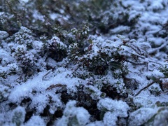 Vaccinium vitis-idaea