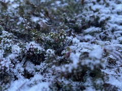Vaccinium vitis-idaea