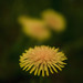 Wandering Dandelion - Photo (c) Elido Turco, some rights reserved (CC BY-NC-SA)