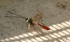 Dolichomitus irritator