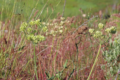 Lomatium triternatum anomalum