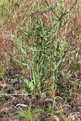 Lomatium triternatum anomalum