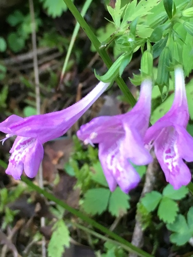 Calament à grandes fleurs 3
