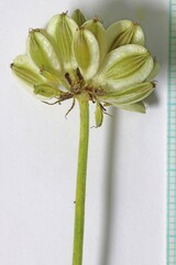 Lomatium triternatum anomalum