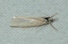 Crambus perlella