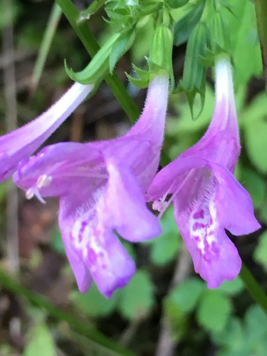 Calament à grandes fleurs 4