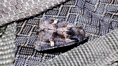 Nyssocnemis eversmanni