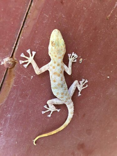 Gray-spotted Leaf-toed Gecko