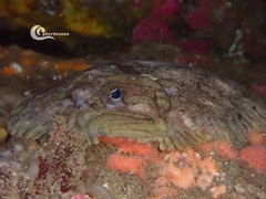 Zeugopterus punctatus