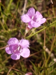 Agalinis maritima