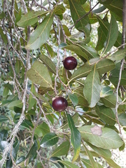 Diospyros inconstans