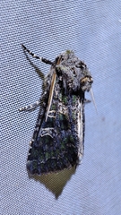 Sidemia spilogramma