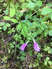 Clinopodium grandiflorum
