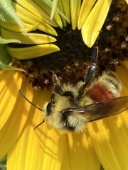 Bombus huntii