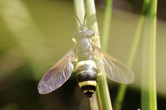 Chrysotoxum bicinctum