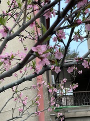 Prunus persica