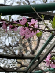 Prunus persica