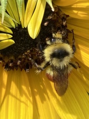 Bombus huntii