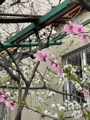 Prunus persica
