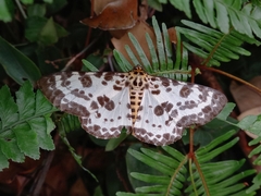 Pogonopygia nigralbata