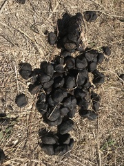 Cervus canadensis nannodes