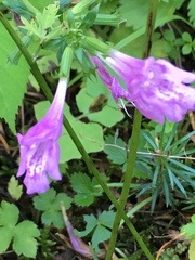 Clinopodium grandiflorum