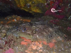 Zeugopterus punctatus