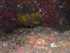 Zeugopterus punctatus