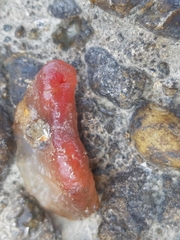 Phlebobranchia