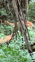 Odocoileus virginianus