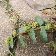 Euphorbia hirta