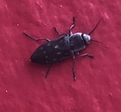 Melanophila consputa