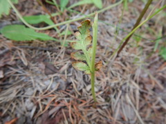 Botrychium matricariifolium