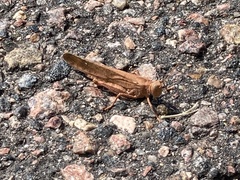 Dissosteira carolina