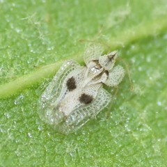 Corythucha confraterna