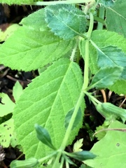 Clinopodium grandiflorum