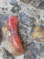 Phlebobranchia