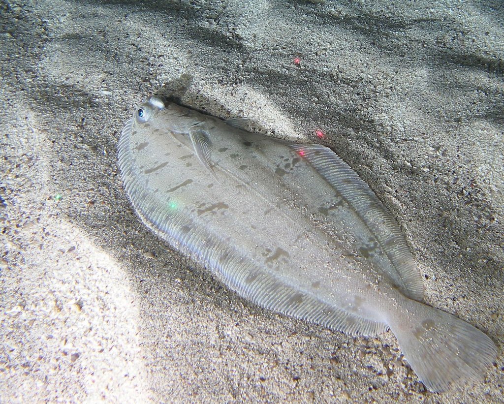 Rex Sole