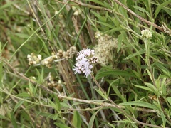 Chromolaena arnottiana