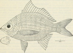 Saddleback Mojarra photo 4