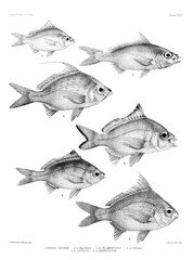 Saddleback Mojarra photo 5