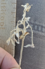 Lupinus lepidus utahensis