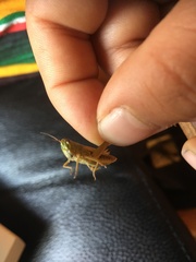 Pseudochorthippus curtipennis