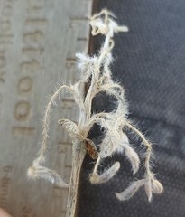 Lupinus lepidus utahensis